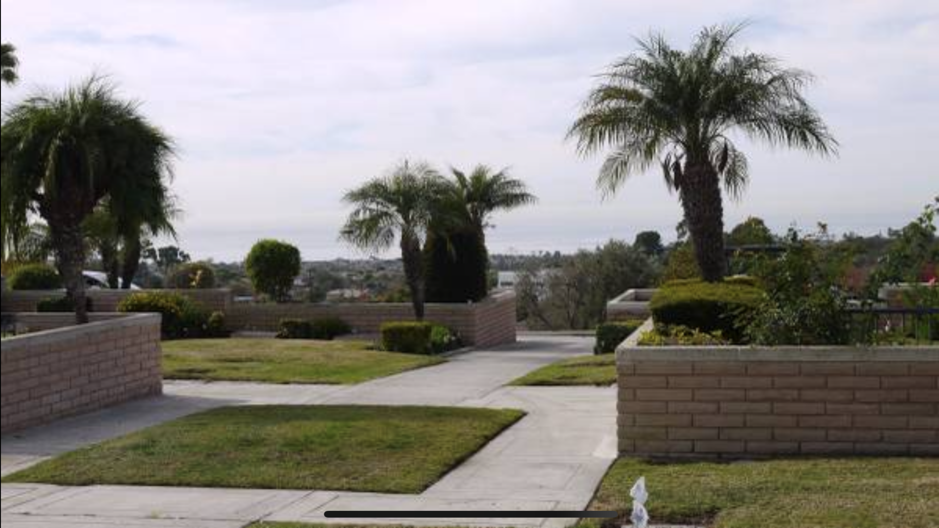 A view of a garden with palm trees and grass.